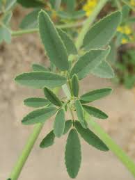 Attēlu rezultāti vaicājumam “Melilotus wolgicus”