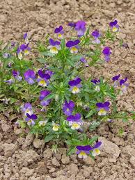 Attēlu rezultāti vaicājumam “Viola tricolor”