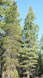 Attēlu rezultāti vaicājumam “Trichia contorta young”