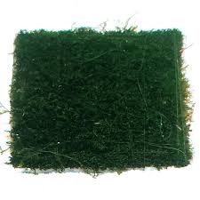 Attēlu rezultāti vaicājumam “Conardia compacta macro”