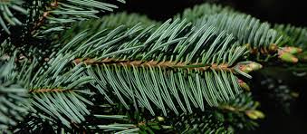 Attēlu rezultāti vaicājumam “Abies alba”