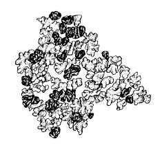 Attēlu rezultāti vaicājumam “Hypocenomyce friesii”