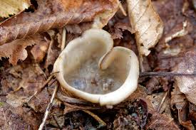 Attēlu rezultāti vaicājumam “Humaria hemisphaerica”