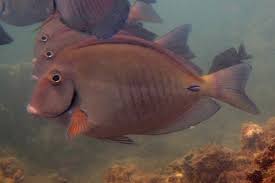 Image result for Acanthurus chirurgus