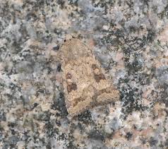 Attēlu rezultāti vaicājumam “Caradrina morpheus”