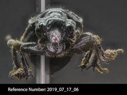 Attēlu rezultāti vaicājumam “Carterocephalus silvicolus underside”