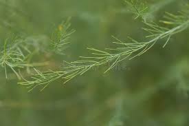 Attēlu rezultāti vaicājumam “Asparagus officinalis leaf”