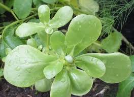 Attēlu rezultāti vaicājumam “Portulaca oleracea leaf”
