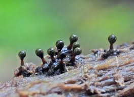 Attēlu rezultāti vaicājumam “Trichia botrytis var. cerifera spores”