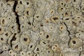 Attēlu rezultāti vaicājumam “Thelotrema lepadinum”