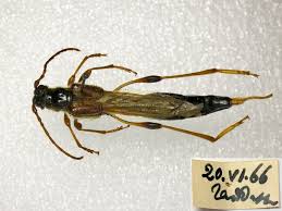 Attēlu rezultāti vaicājumam “Necydalis major”