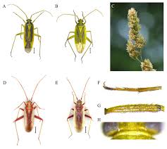 Attēlu rezultāti vaicājumam “Stenotus binotatus male”