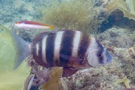 Image result for Diplodus cervinus