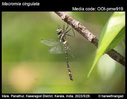 Attēlu rezultāti vaicājumam “Diderma cinereum macro”