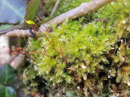 Attēlu rezultāti vaicājumam “Taxiphyllum wissgrillii”