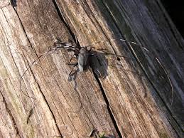 Attēlu rezultāti vaicājumam “Acanthocinus aedilis”