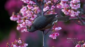 Image result for 緋寒桜