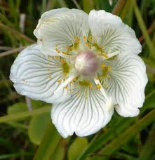 Attēlu rezultāti vaicājumam “Parnassiaceae”