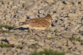 Image result for Alauda arvensis