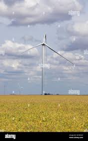 Attēlu rezultāti vaicājumam “Sciota fumella”