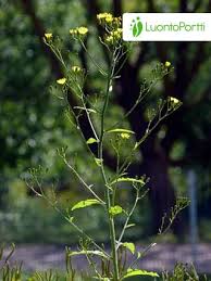 Attēlu rezultāti vaicājumam “Lapsana communis leaf”