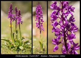Attēlu rezultāti vaicājumam “Orchis mascula”