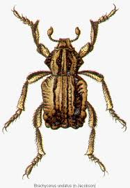 Image result for Brachycerus undatus