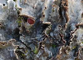 Attēlu rezultāti vaicājumam “Peltigera polydactylon”