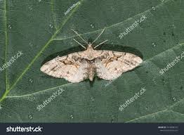 Attēlu rezultāti vaicājumam “Eupithecia sinuosaria”