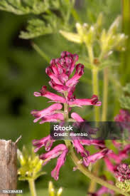 Attēlu rezultāti vaicājumam “Fumaria officinalis flower”