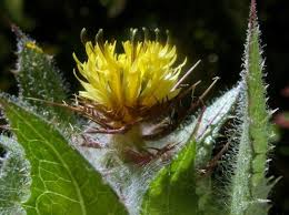 Image result for Cnicus benedictus