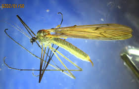 Attēlu rezultāti vaicājumam “Trichocera regelationis”