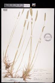 Attēlu rezultāti vaicājumam “Cynosurus cristatus”