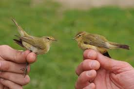 Image result for Phylloscopus ibericus