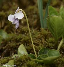 Attēlu rezultāti vaicājumam “Viola palustris leaf”