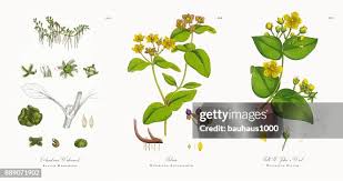 Attēlu rezultāti vaicājumam “Elatine hydropiper leaf”