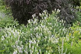 Attēlu rezultāti vaicājumam “Galega orientalis fruit”