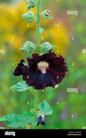 Image result for Stockrose