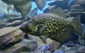 Image result for Pomoxis nigromaculatus
