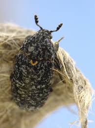 Attēlu rezultāti vaicājumam “Dermestes murinus”