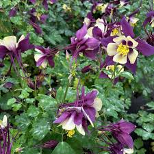 Image result for Aquilegia