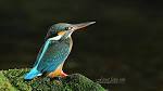 Nature - Birds | Tafreeh Mela - Pakistani Urdu Forum | urdu ...