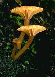 Attēlu rezultāti vaicājumam “Lichenomphalia umbellifera”