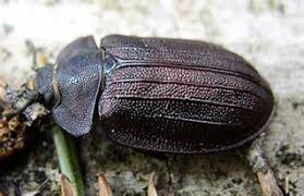 Attēlu rezultāti vaicājumam “Peltis grossa”