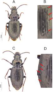 Attēlu rezultāti vaicājumam “Pterostichus oblongopunctatus”