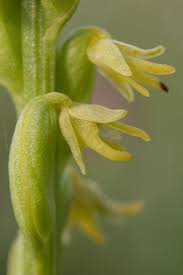 Attēlu rezultāti vaicājumam “Herminium monorchis flower”