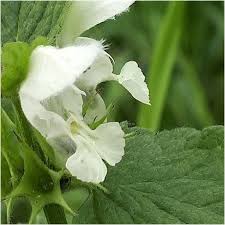 Attēlu rezultāti vaicājumam “Lamium album flower”