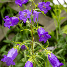 Image result for Campanula medium