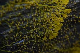 Attēlu rezultāti vaicājumam “Physaraceae”