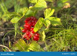 Attēlu rezultāti vaicājumam “Rubus saxatilis”